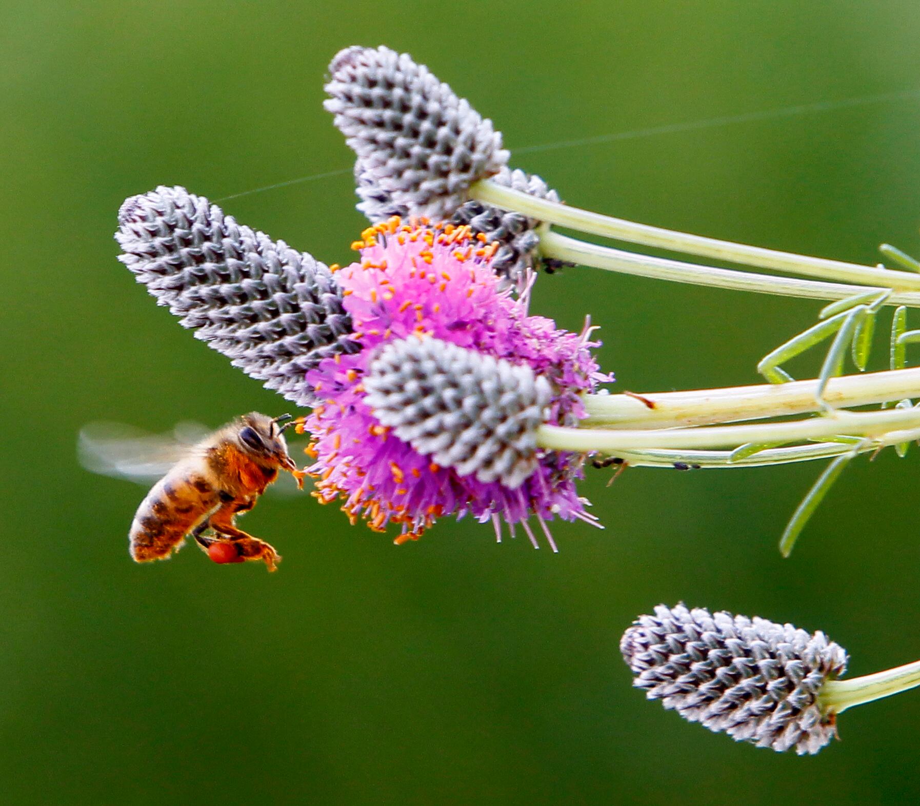 The sweet life: Stings don’t deter interest in beekeeping — Peoria Schools news